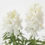 Seminte profesionale Antirrhinum majus - Gura leului - imagine 49086